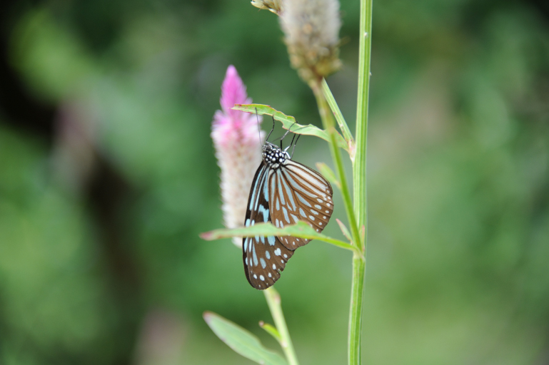 f:id:spanglemaker:20191201134616j:image