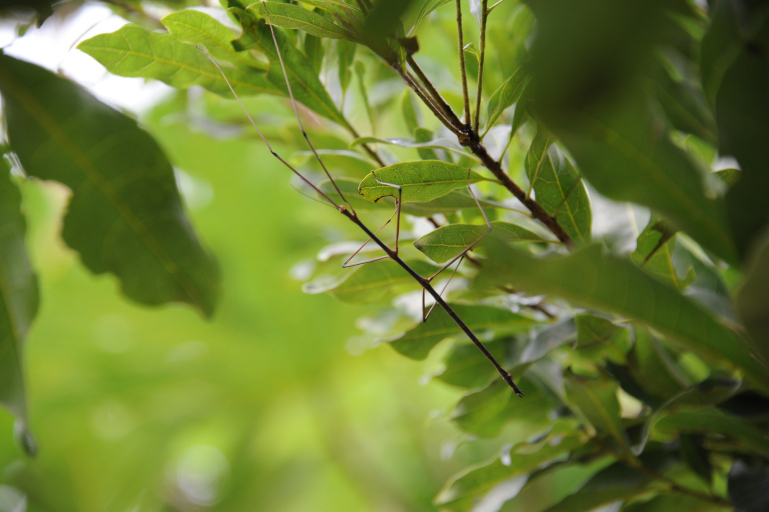 f:id:spanglemaker:20191201135031j:image