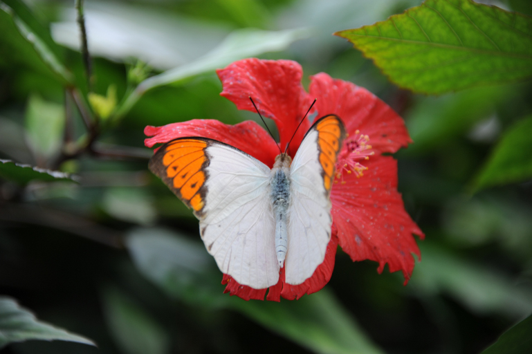 f:id:spanglemaker:20191201135413j:image