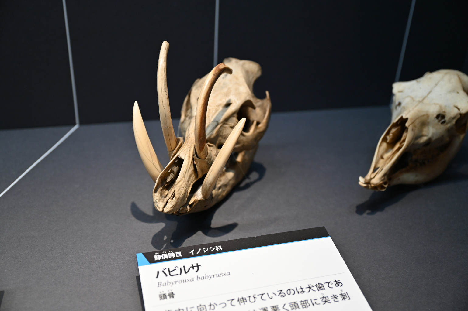 ホラアナグマ 犬歯 歯化石 （ホラアナグマ こわい 犬歯 歯化石）