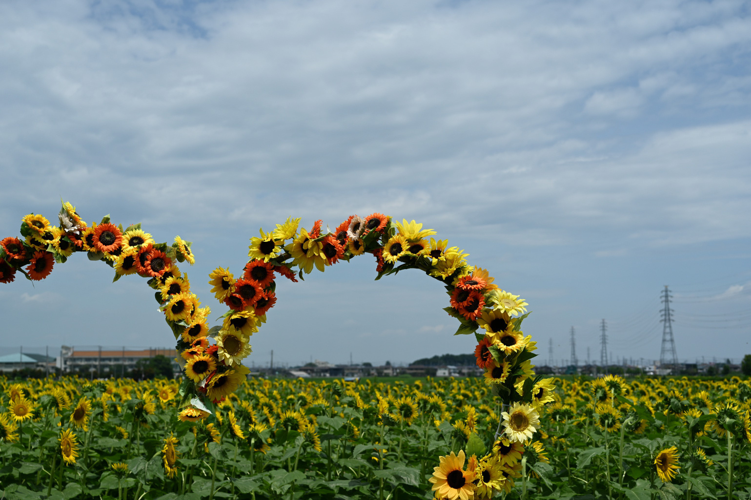 ひまわり☆ プロフもご覧ください 7個 お花の種】ひまわり☆向日葵 プロカットホワイトナイト 種子 約