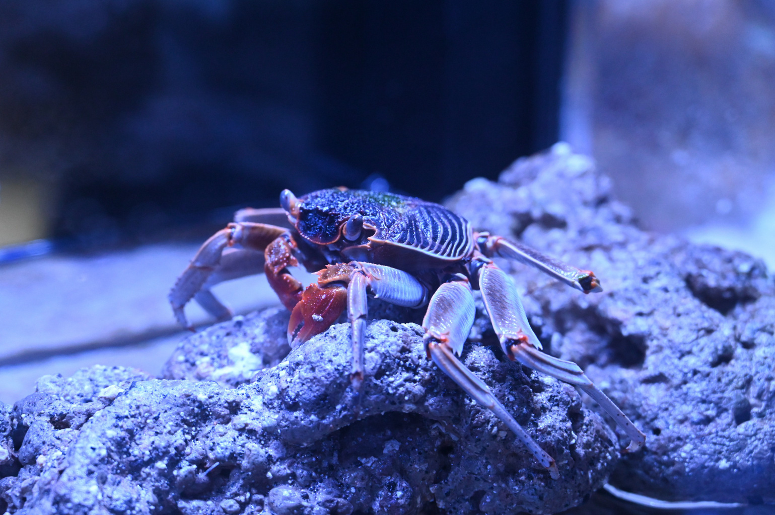 すみだ水族館 - Great Spangled Weblog