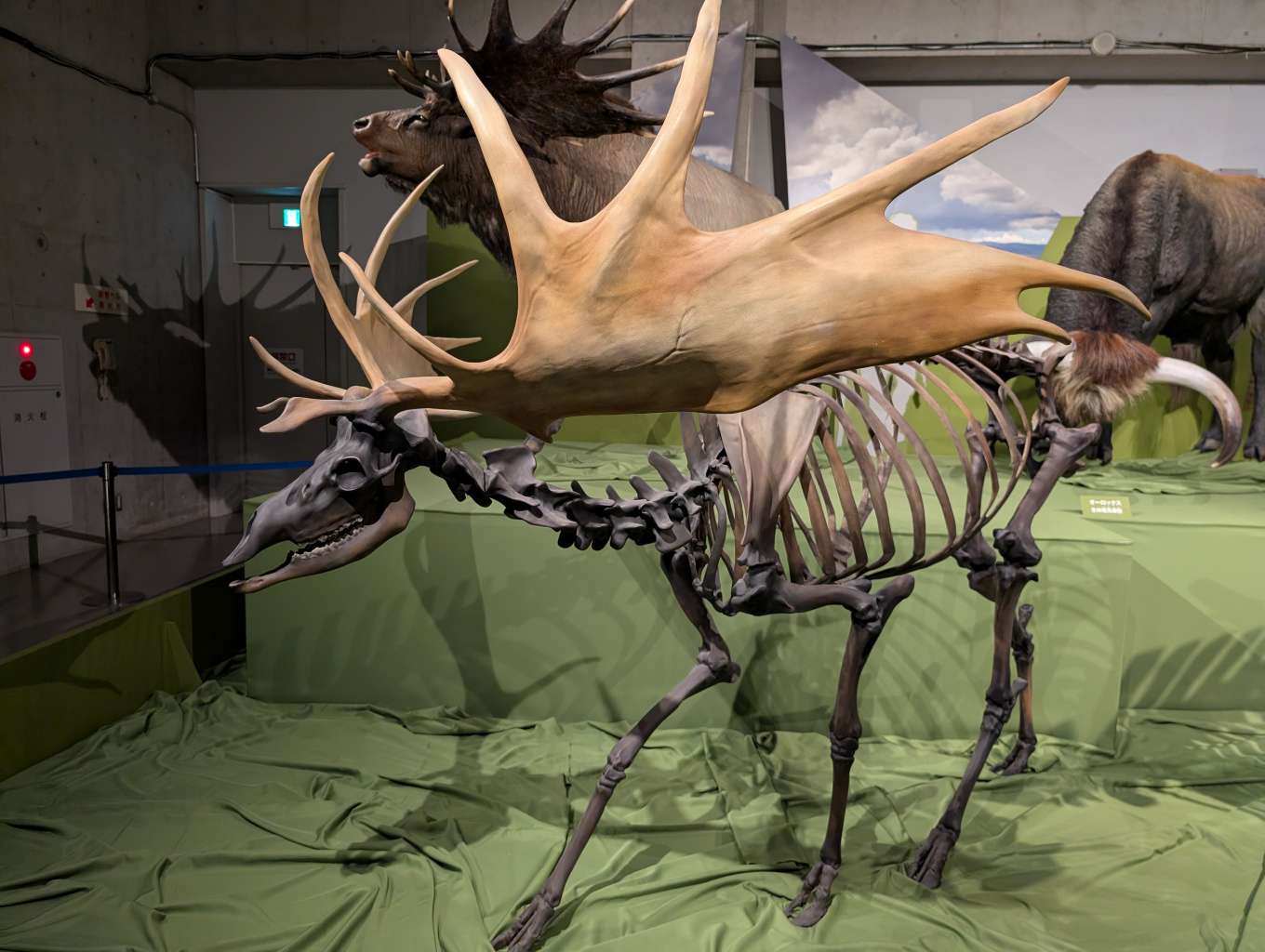 Google Pixel9で撮る氷河期展 - Great Spangled Weblog