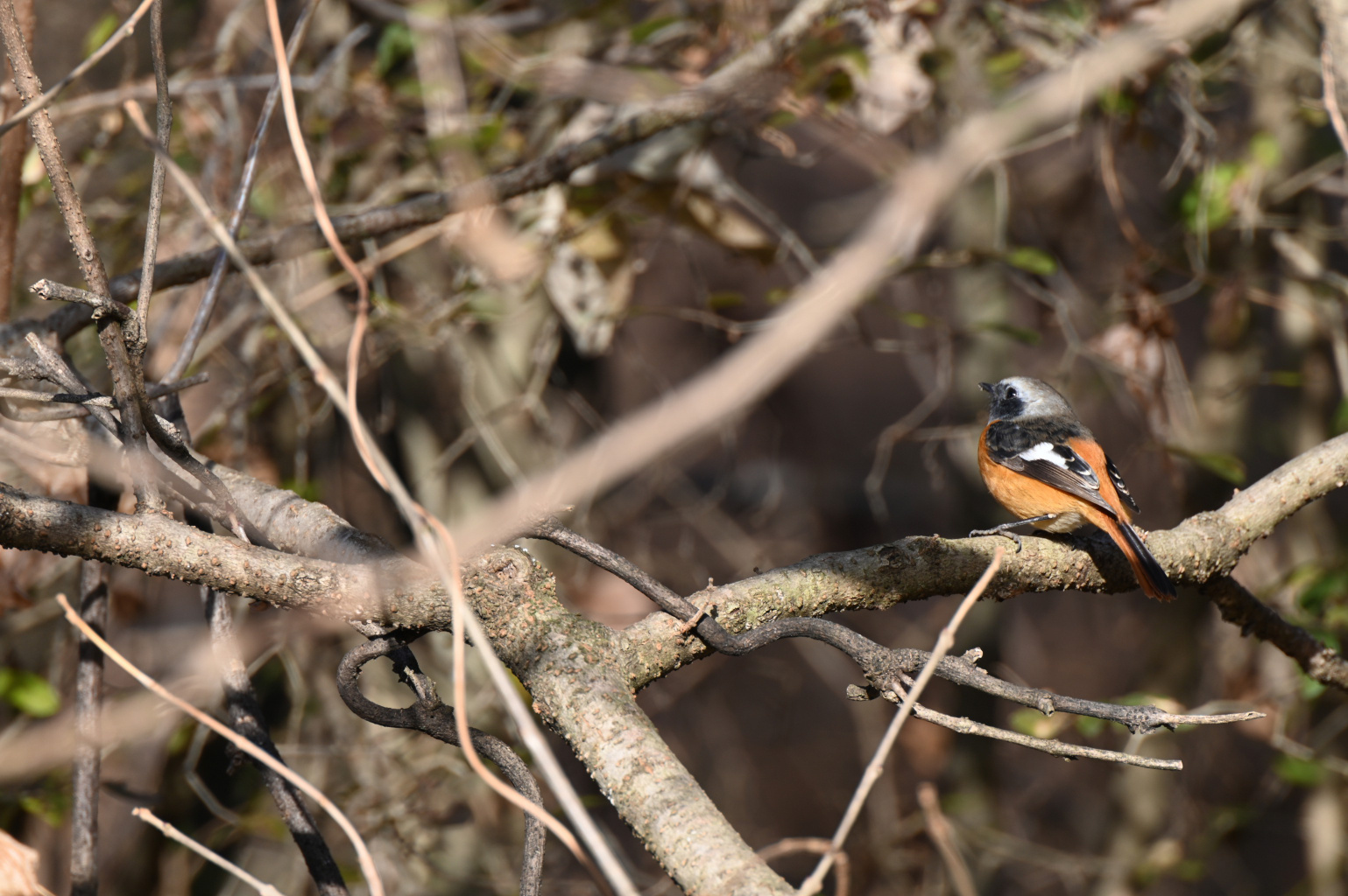 800mmレンズで野鳥撮影 - Great Spangled Weblog