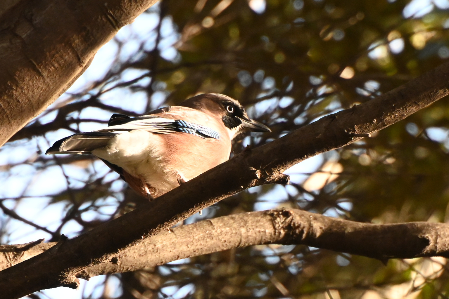 800mmレンズで野鳥撮影 - Great Spangled Weblog