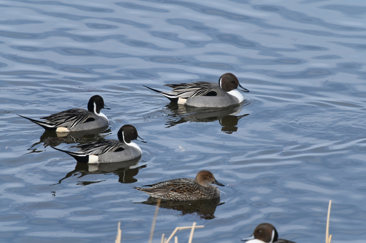 2026年春の野鳥 - Great Spangled Weblog