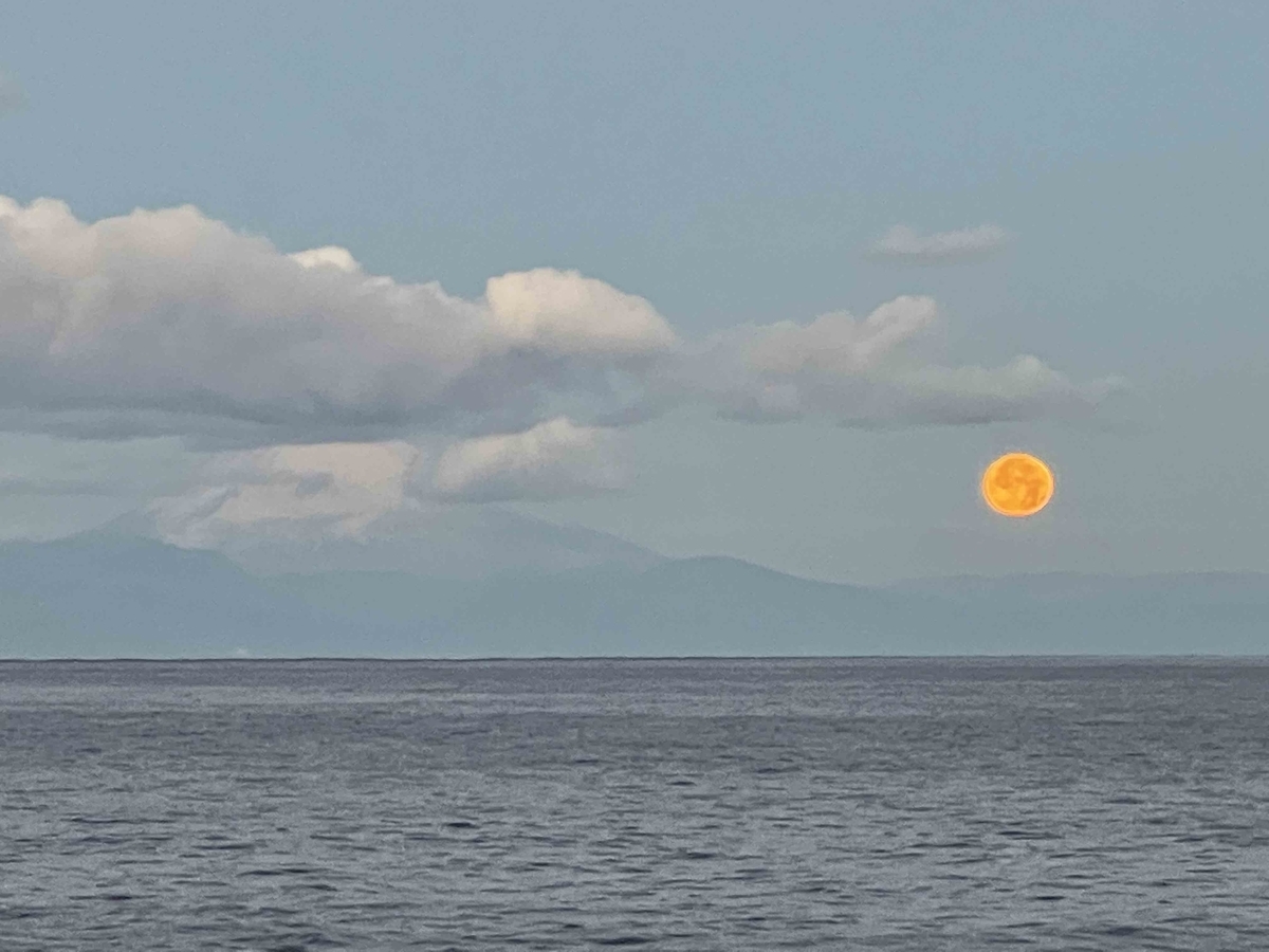 f:id:sparkgene:20211219063120j:plain