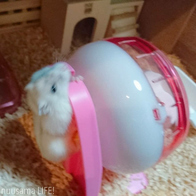 f:id:sparking-xyz5683:20180527000637j:image f:id:sparking-xyz5683:20180527000637j:image