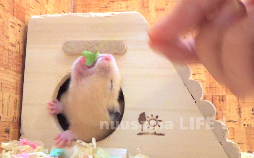 ハムスター 動画 ブロッコリースプラウトをあげたら食い付きが半端ない Hamsters Eating Broccoli Sprout 64 ぬーさまlife Blog