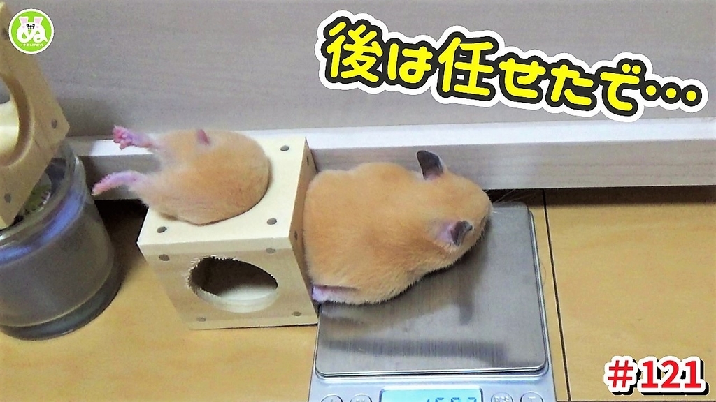 ハムスター 動画 脱走中に お腹のお肉が引っ掛かってもうた と心の中で叫ぶハムスターの体重測定 Weight Loss By Letting The Hamster Escape ぬーさまlife Blog