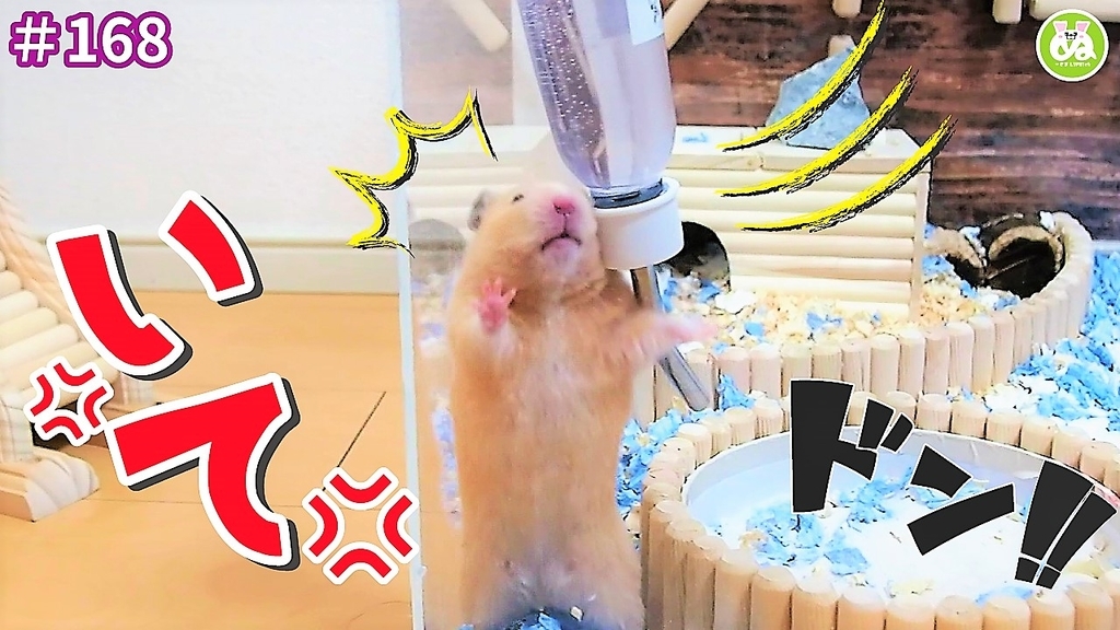 ハムスター 動画 お水を飲んだ後で給水器に八つ当たりするハムスター ぬーさまlife Blog ハムスター 動画 お水を飲んだ後で給水器に八つ当たりするハムスター ぬーさまlife Blog