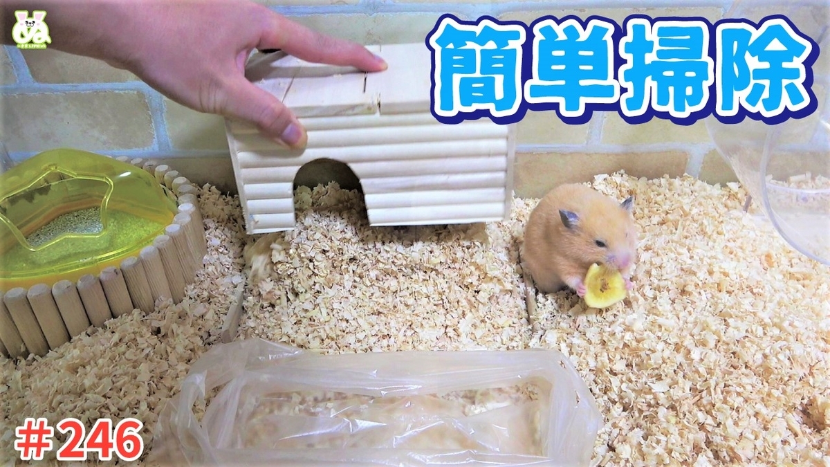 ハムスター 動画 家の下に下皿設置で手軽に簡単掃除 ハムスターの丸まった寝姿もカワイイ ぬーさまlife Blog