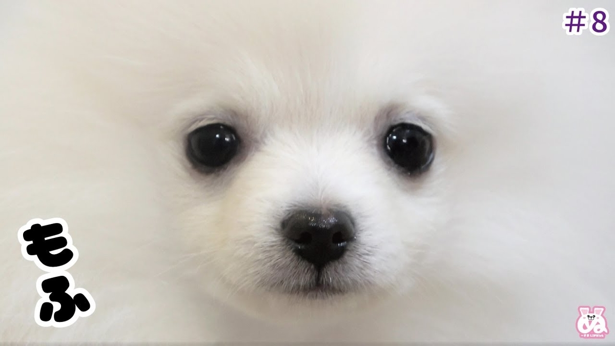 ポメオ 一か月で急成長してしまう ポメラニアン犬 ぬーさまlife Blog