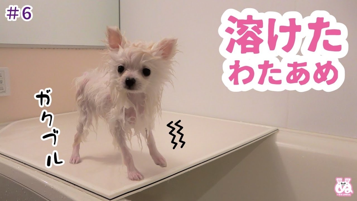 初めてのお風呂でヒョロヒョロ ポメラニアン犬 ぬーさまlife Blog