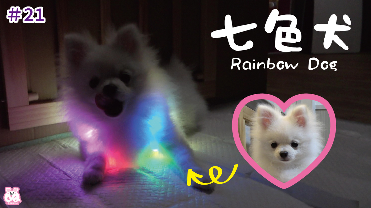 ポメオ 闇の中でレインボーに輝きだす ポメラニアン犬 ぬーさまlife Blog