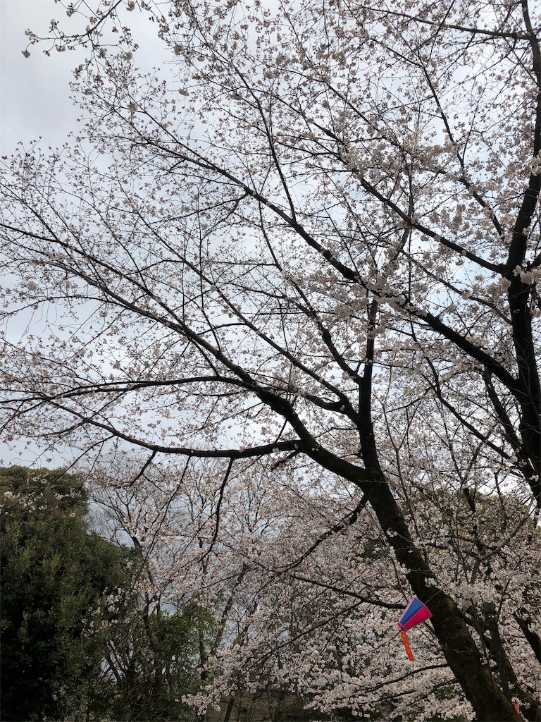 f:id:sparkjoy:20190328171913j:image f:id:sparkjoy:20190328171913j:image