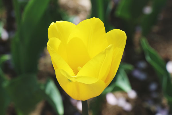 週末 残り2時間 30日間連続開花チューリップ 20球 チューリップ 球根