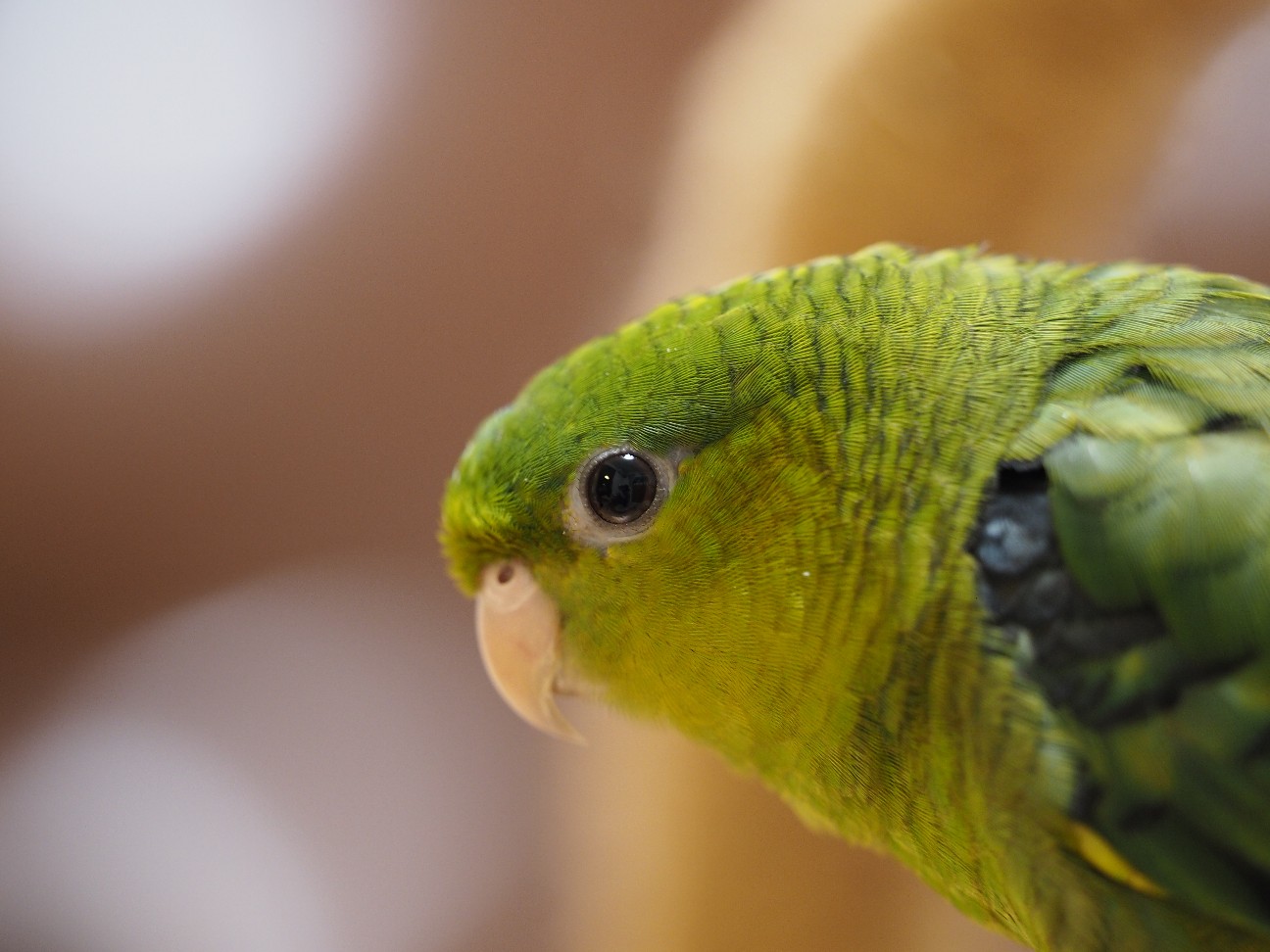 f:id:speaknoevil:20200808194600j:image f:id:speaknoevil:20200808194600j:image