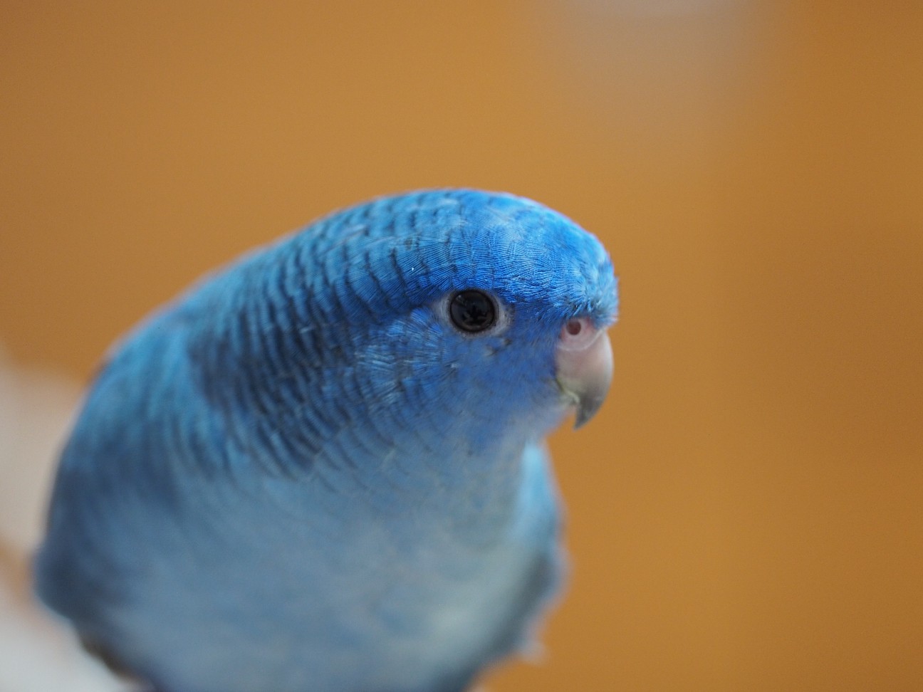 f:id:speaknoevil:20200808194640j:image f:id:speaknoevil:20200808194640j:image