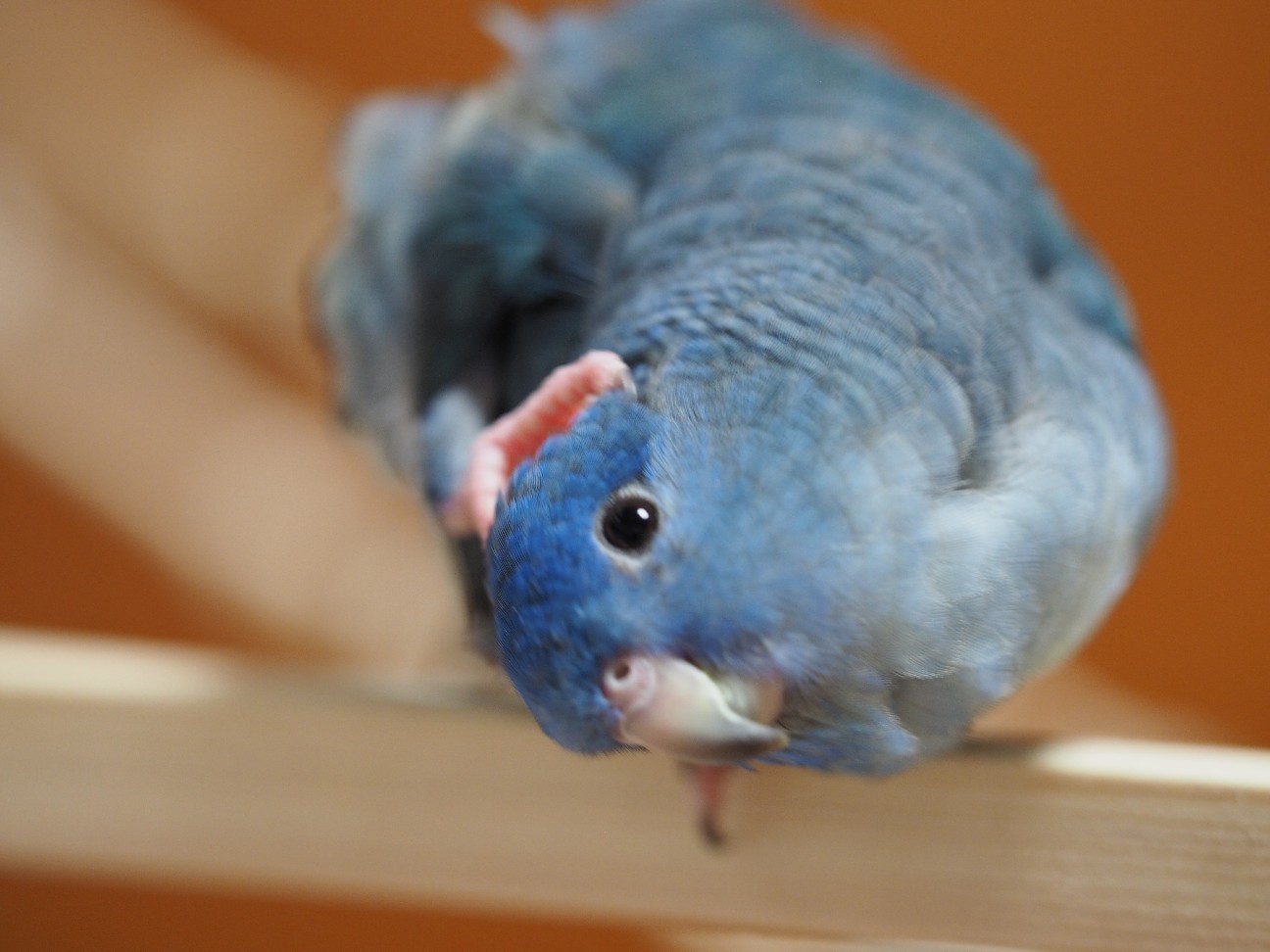 f:id:speaknoevil:20200808194822j:image f:id:speaknoevil:20200808194822j:image