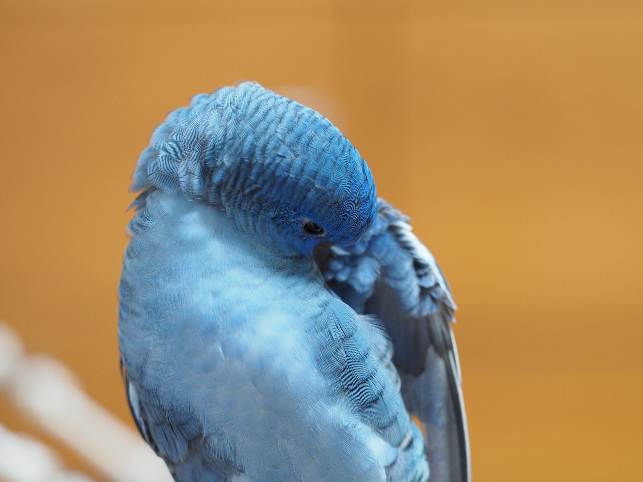 f:id:speaknoevil:20200808194904j:image f:id:speaknoevil:20200808194904j:image