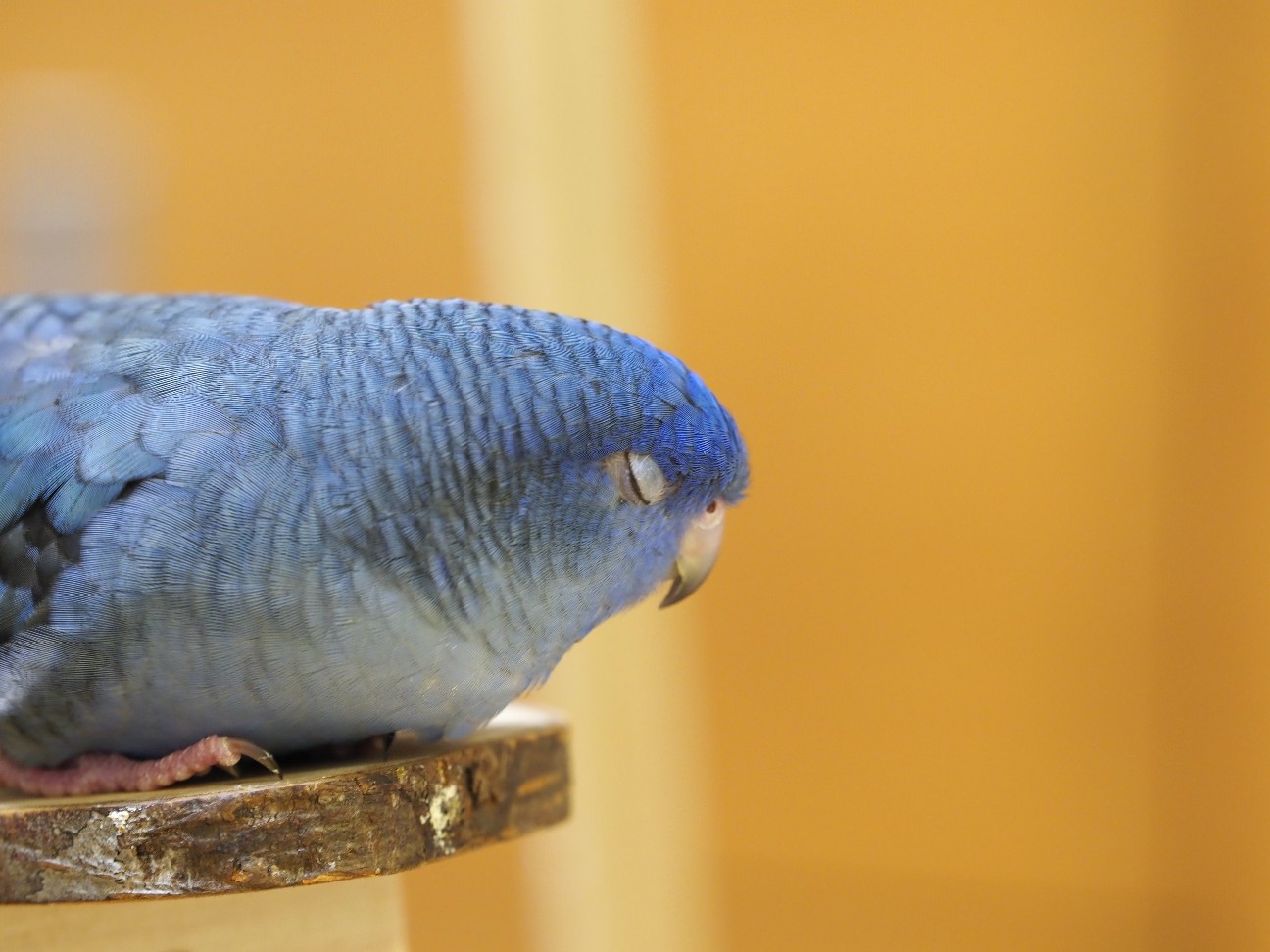 f:id:speaknoevil:20200905192801j:image f:id:speaknoevil:20200905192801j:image