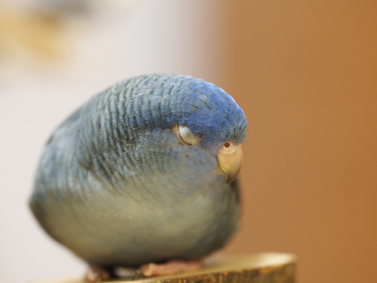 f:id:speaknoevil:20200905192842j:image f:id:speaknoevil:20200905192842j:image