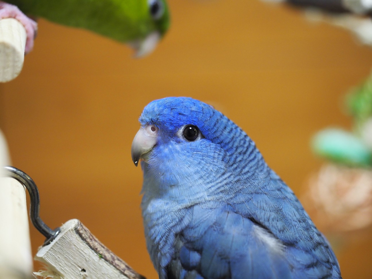 f:id:speaknoevil:20200905192924j:image f:id:speaknoevil:20200905192924j:image