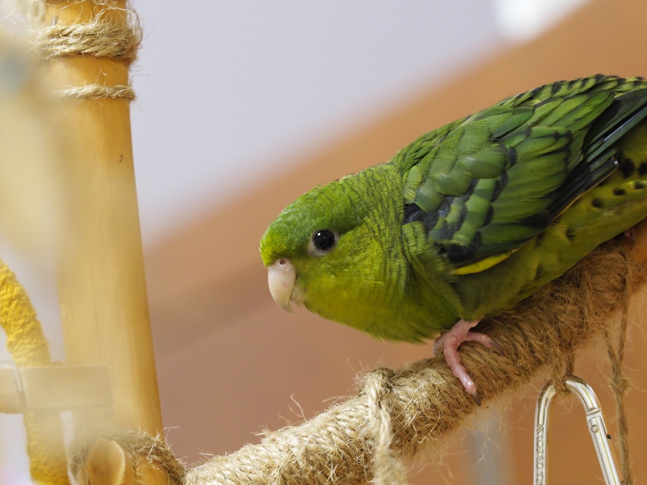 f:id:speaknoevil:20200905193002j:image f:id:speaknoevil:20200905193002j:image