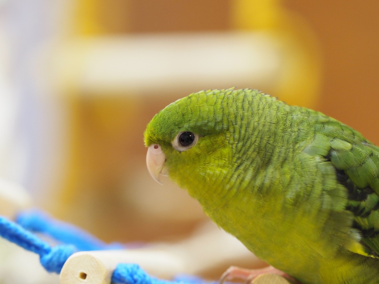 f:id:speaknoevil:20200905193101j:image f:id:speaknoevil:20200905193101j:image