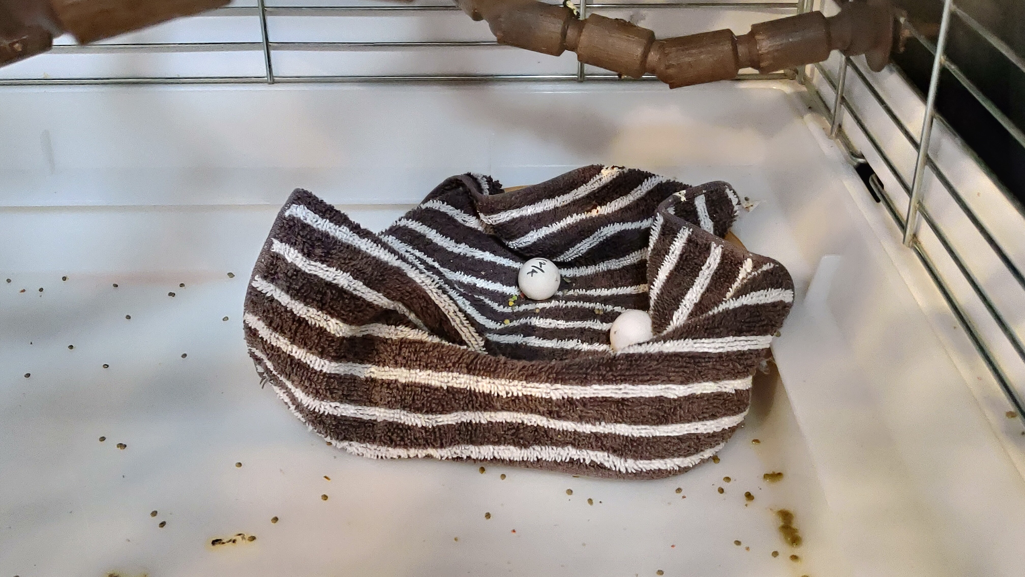 f:id:speaknoevil:20201207084351j:plain