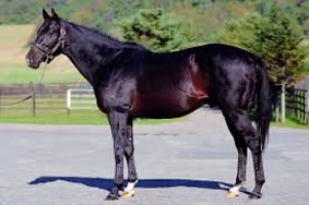 ブライアンズタイム｜日本競馬支えた名馬と名父 - 特定看護師が教える