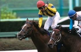 ゴールドアリュール｜日本ダート界を築いた名馬 - 特定看護師が教える