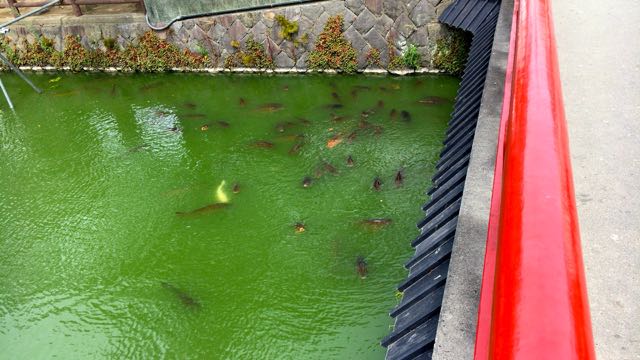 f:id:specide:20170804214048j:plain