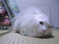 20090302220332