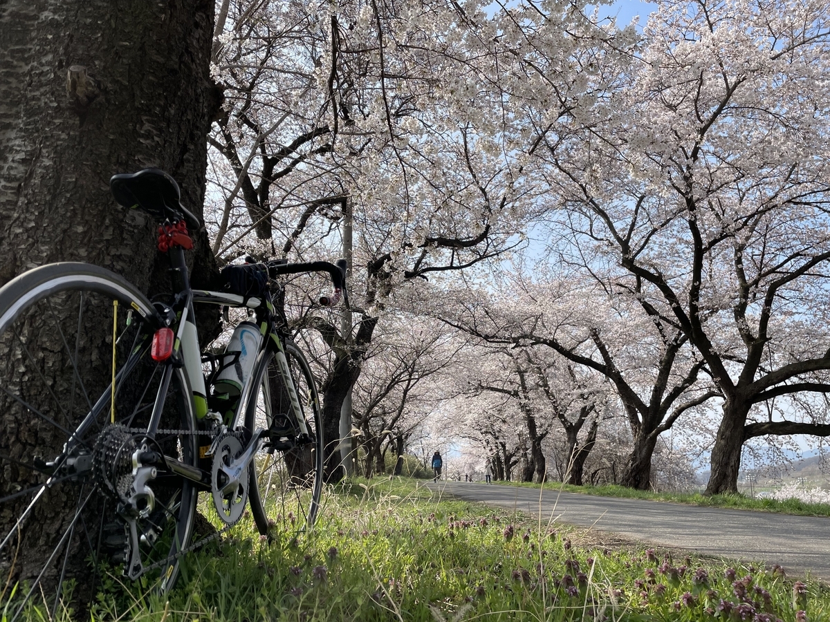 花見ポタ。 - 長野人のロードバイク日記。