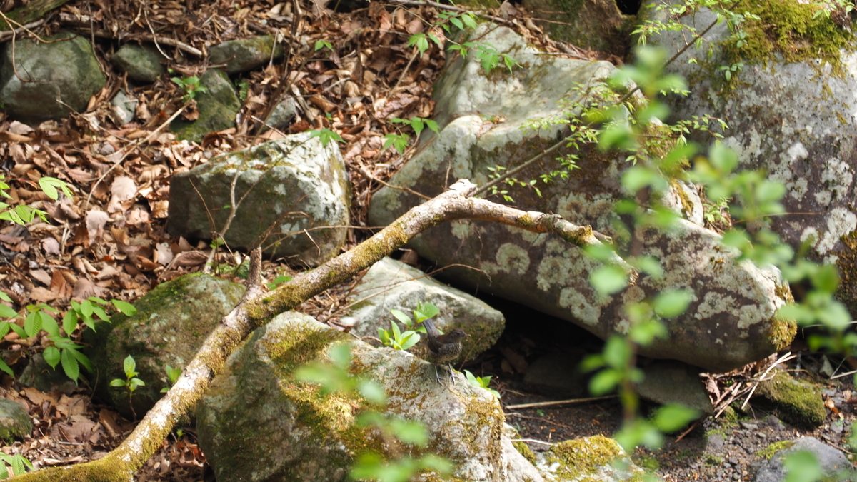 f:id:spi_8823:20210508140613j:image:w600