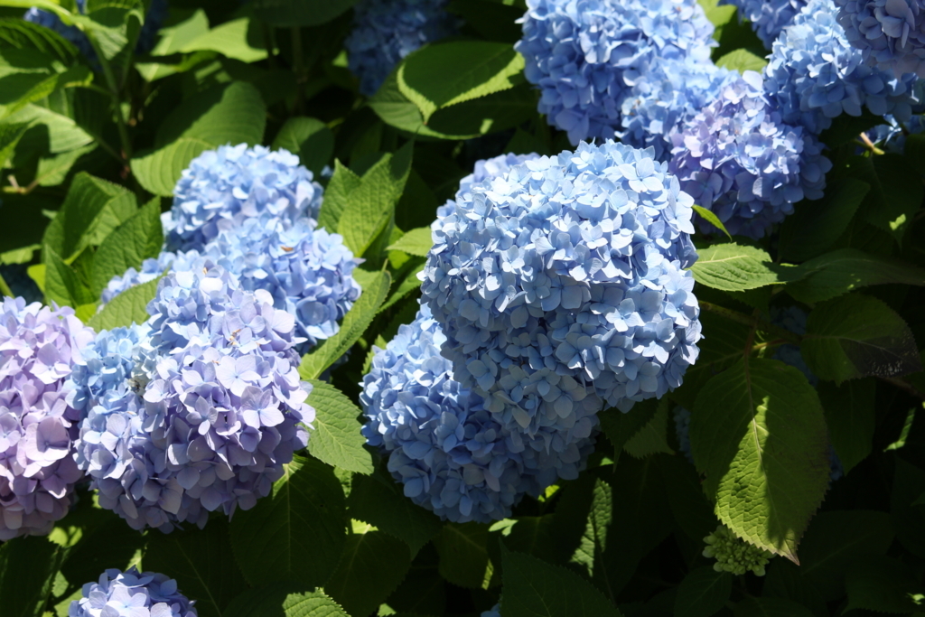 東京ディズニーリゾートと花 18年6月 虹はね