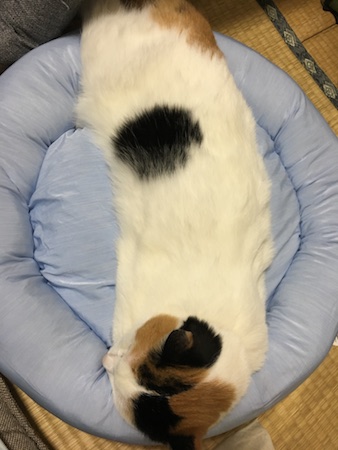 f:id:spica_mike:20180704070253j:plain f:id:spica_mike:20180704070253j:plain