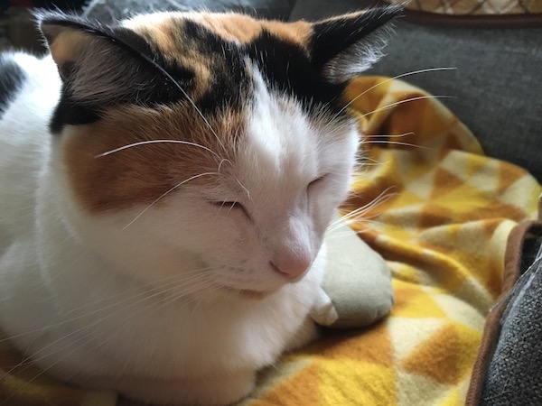 f:id:spica_mike:20181105073555j:plain