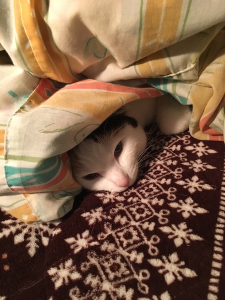 f:id:spica_mike:20181115070803j:plain