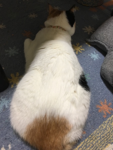 f:id:spica_mike:20181201065542j:plain