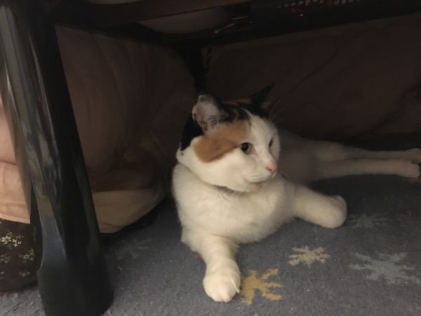 f:id:spica_mike:20181208071419j:plain