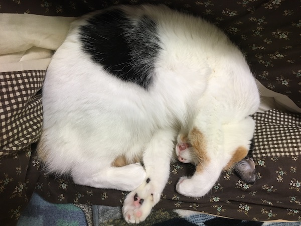 f:id:spica_mike:20181215065936j:plain