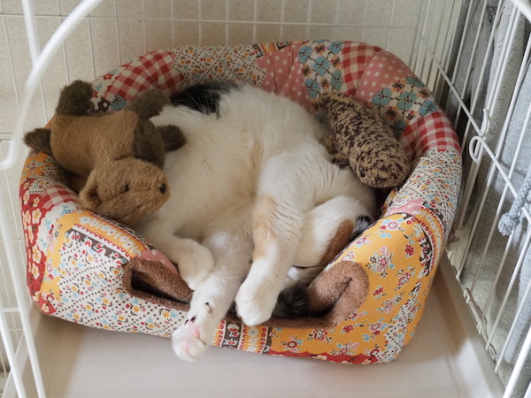 f:id:spica_mike:20190504082838j:plain