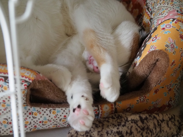 f:id:spica_mike:20190504082944j:plain