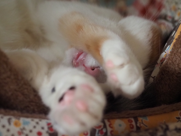 f:id:spica_mike:20190504083051j:plain