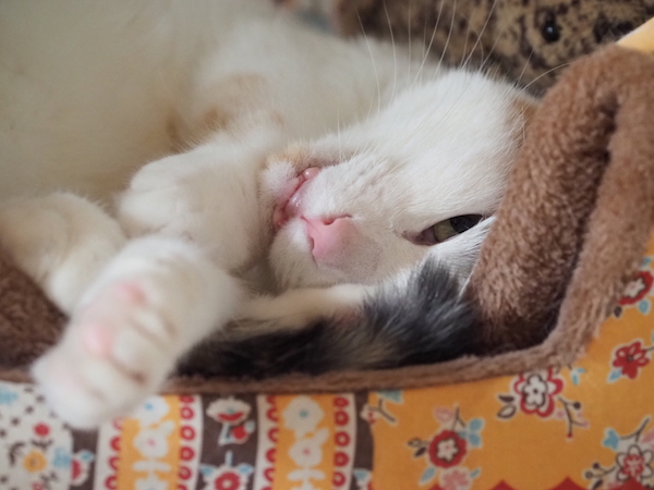 f:id:spica_mike:20190504083148j:plain