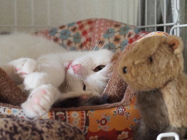 f:id:spica_mike:20190504083244j:plain