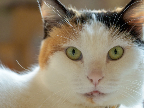 f:id:spica_mike:20190506072701j:plain